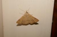 Paracolax tristalis