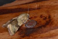 Heliothis viriplaca
