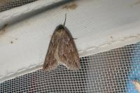 Pachycnemia hippocastanaria hippocastanaria