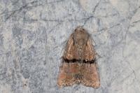 Mesoligia furuncula