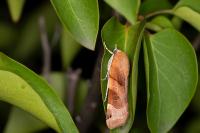 Noctua fimbriata