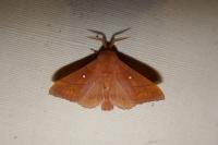 Odonestis pruni