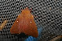 Odonestis pruni