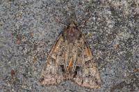 Polyphaenis sericata