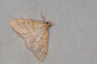 Paracorsia repandalis