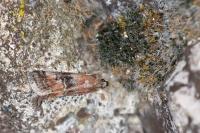 Rhodophaea formosa