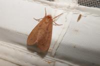 Ocneria rubea
