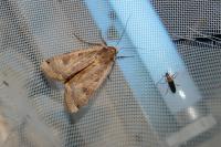 Noctua pronuba