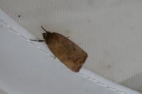 Noctua interjecta