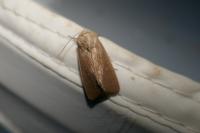Mythimna sicula