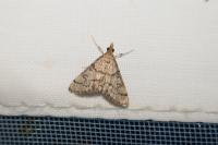 Metasia cuencalis bourgognei