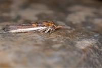 Etiella zinckenella