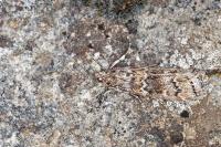 Dioryctria abietella