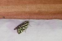 Emmelia trabealis