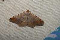 Macaria liturata