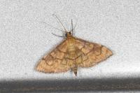 Anania verbascalis