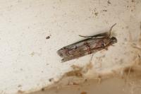 Pempelia palumbella