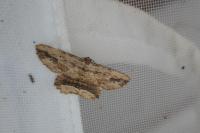 Menophra abruptaria