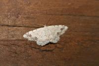 Scopula decorata