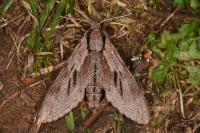 Hyloicus pinastri