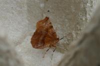 Selenia dentaria