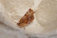 Selenia dentaria