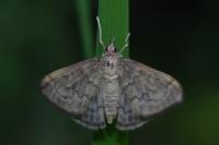 Anania fuscalis