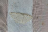 Stegania trimaculata