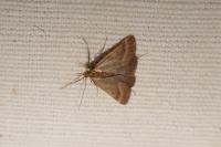 Synaphe punctalis