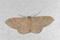 Idaea aversata