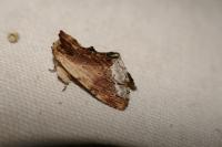 Ptilodon cucullina