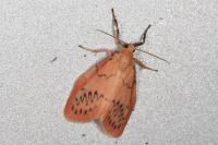Miltochrista miniata