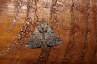 Thaumetopoea pityocampa