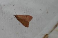 Uresiphita gilvata