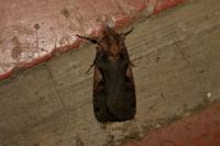 Xestia c-nigrum