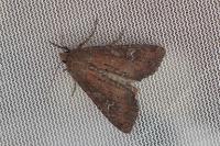 Apamea lateritia