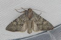 Apamea zeta