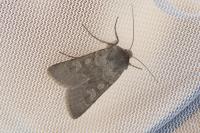 Rhyacia helvetina helvetina