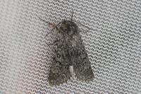 Acronicta euphorbiae