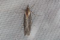 Epischnia ampliatella