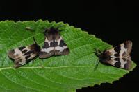 Watsonarctia deserta