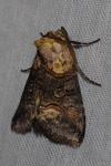 Abrostola asclepiadis