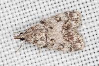 Eudonia lacustrata