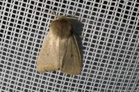 Orthosia cruda