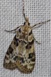 Eudonia delunella