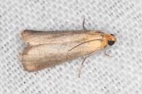 Eurhodope cirrigerella