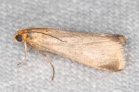 Eurhodope cirrigerella