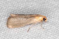 Eurhodope cirrigerella