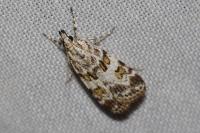Scoparia pyralella