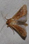 Mythimna vitellina